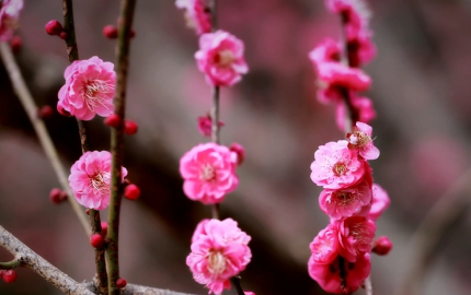 ��ɽ÷��ŭ�ŕr(sh��) ��һ��(ch��ng)�����޶�֮�s